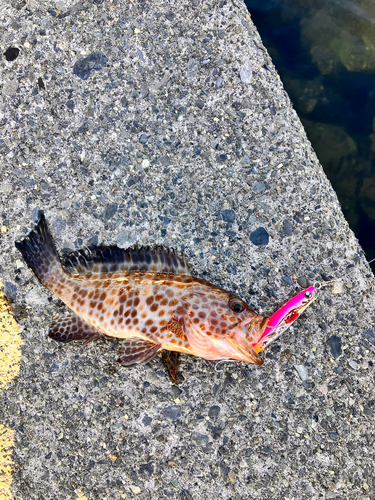 オオモンハタの釣果