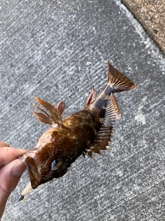 カサゴの釣果