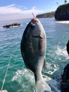 メジナの釣果