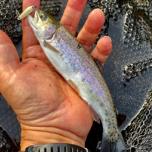 ニジマスの釣果