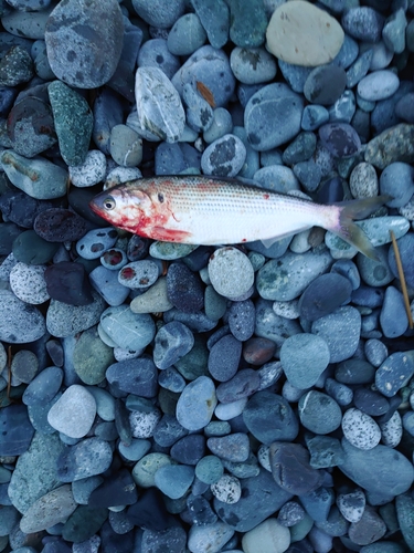 コノシロの釣果