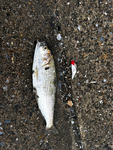 コノシロの釣果