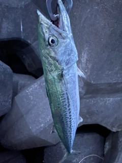 サゴシの釣果