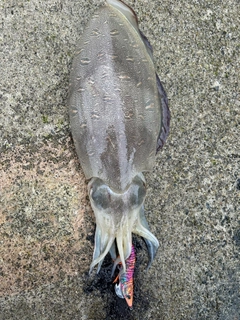 モンゴウイカの釣果