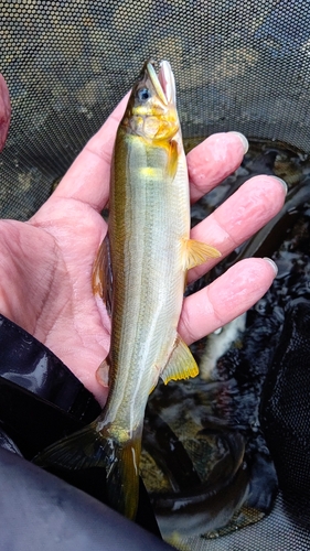 アユの釣果