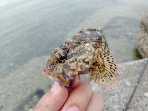 カサゴの釣果