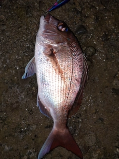 マダイの釣果