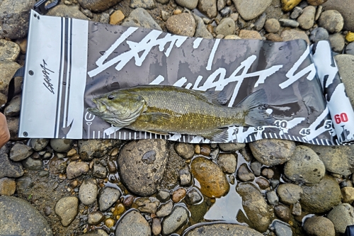 スモールマウスバスの釣果