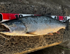 サクラマスの釣果