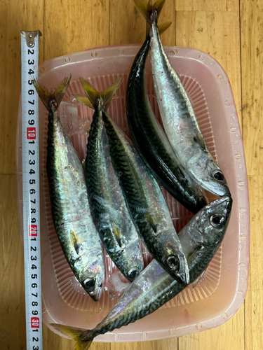 サバの釣果