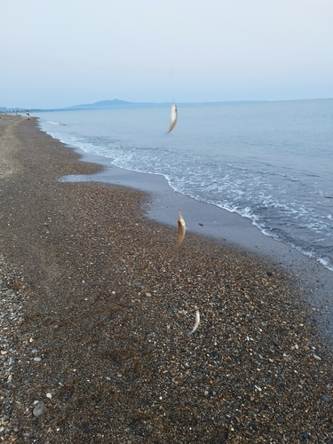 キスの釣果