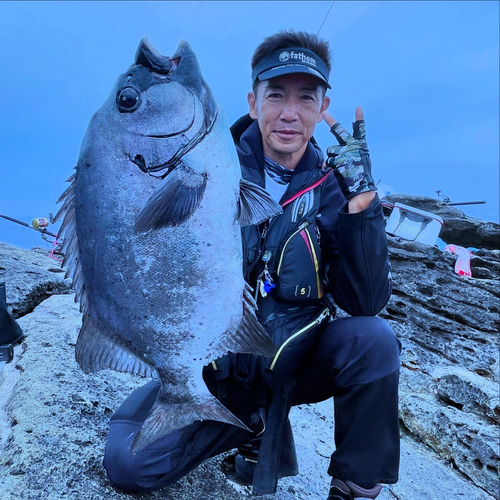 イシダイの釣果