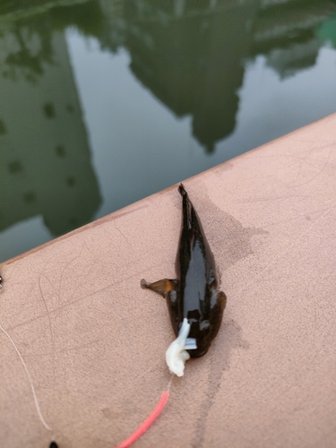 チチブの釣果