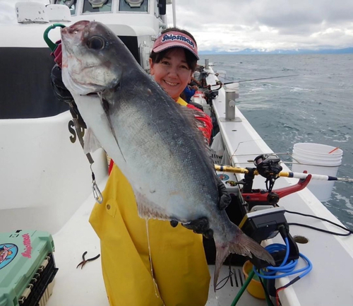 メダイの釣果