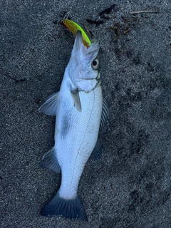 フッコ（ヒラスズキ）の釣果