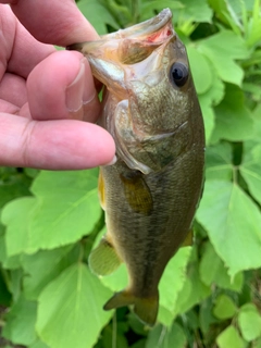 ラージマウスバスの釣果