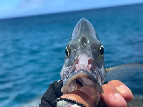 ナンヨウカイワリの釣果