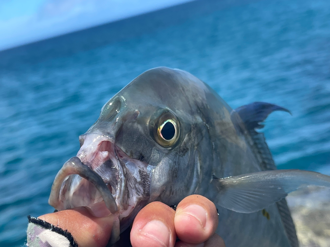 ナンヨウカイワリ