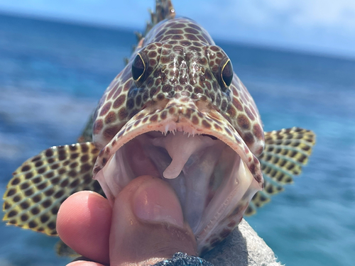 カンモンハタの釣果