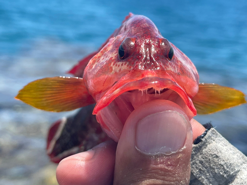 ニジハタの釣果