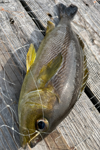 イサキの釣果