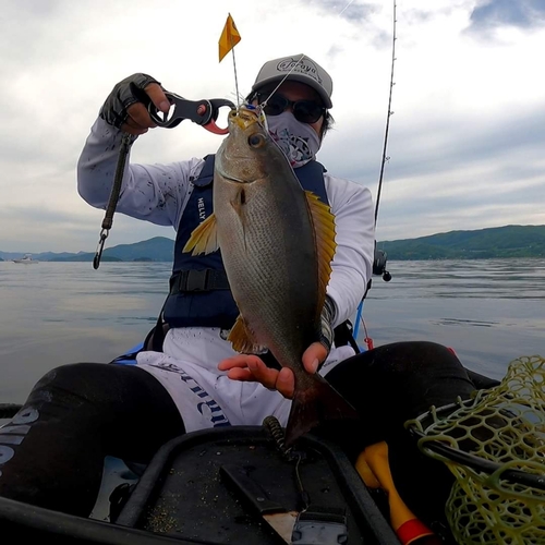 イサキの釣果