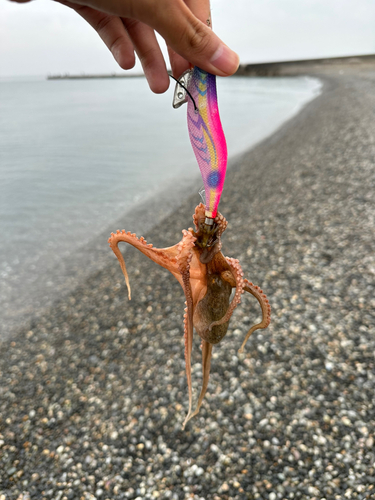 タコの釣果