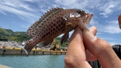 オオモンハタの釣果