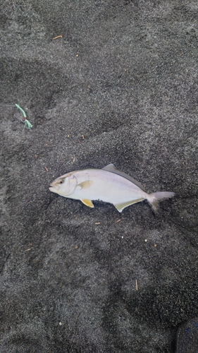 ショゴの釣果