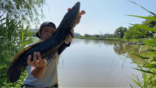 ライギョの釣果