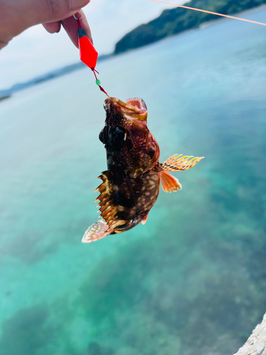 カサゴの釣果