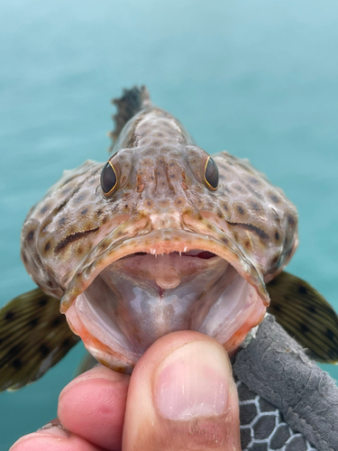 シロブチハタの釣果