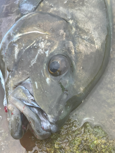 ナンヨウカイワリの釣果