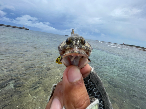 カンモンハタの釣果