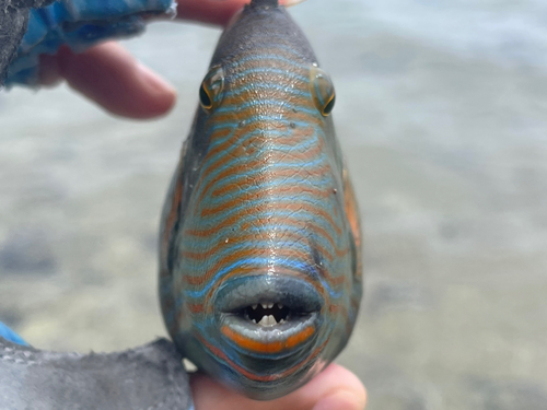 クマドリの釣果