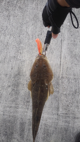 マゴチの釣果