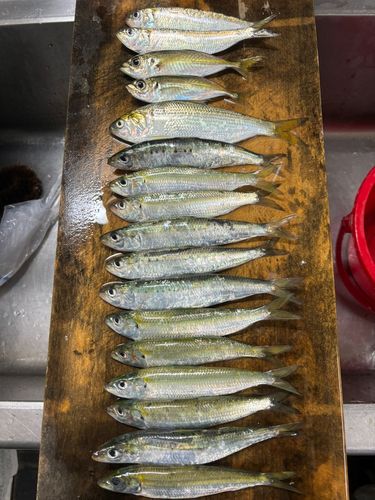 イワシの釣果