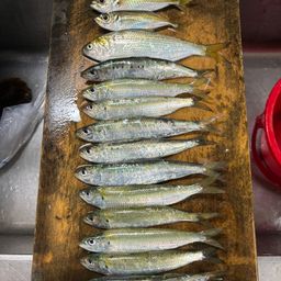 イワシ