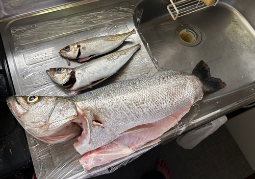 スズキの釣果