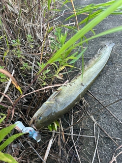 マナマズの釣果