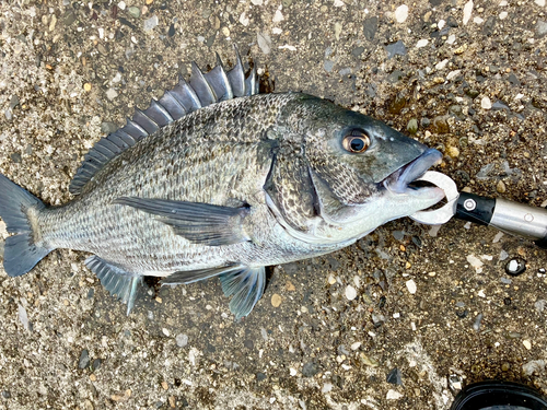 チヌの釣果