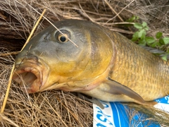 コイの釣果