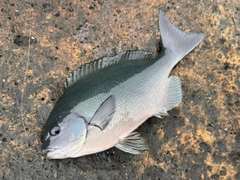 オナガグレの釣果