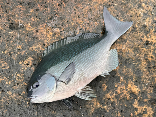 オナガグレの釣果