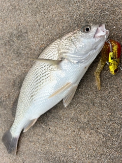 イシモチの釣果