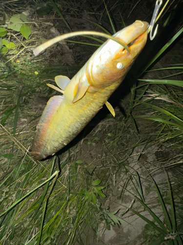 マナマズの釣果