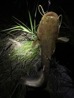 マナマズの釣果