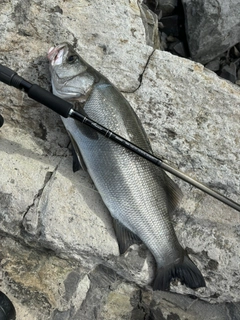 ヒラスズキの釣果