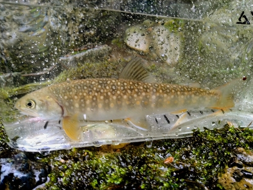 ニッコウイワナの釣果