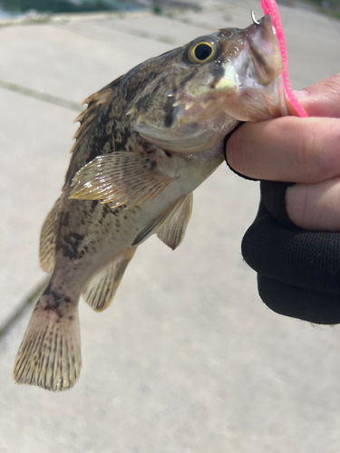 クロソイの釣果